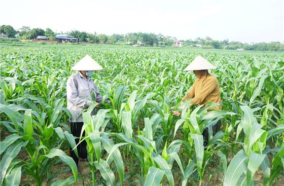 Xanh mướt ruộng đông