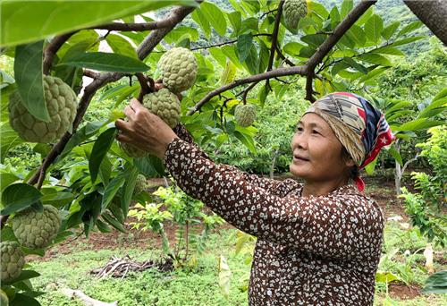 Người tiên phong trồng na thương phẩm ở Võ Nhai