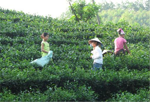 Sắt son một lòng theo Đảng