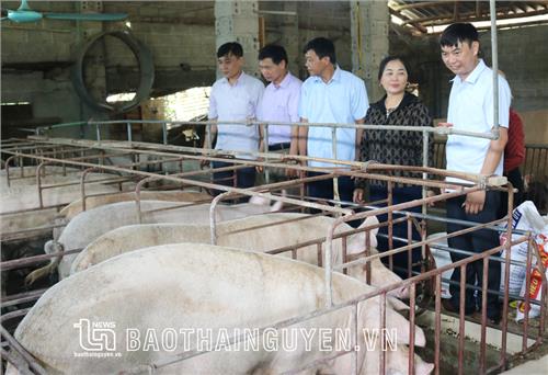 Nông dân Thái Nguyên sản xuất, kinh doanh giỏi