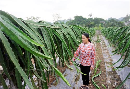 Giá trị sản xuất nông, lâm nghiệp, thuỷ sản tăng 4,4%