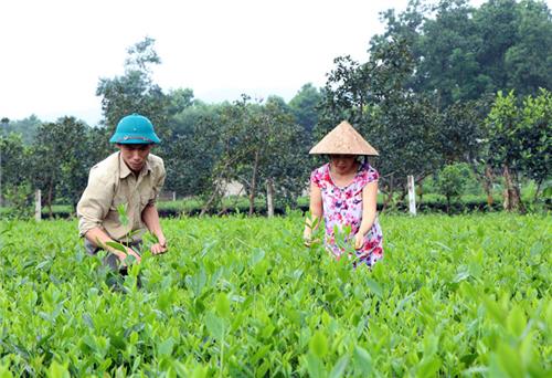 Phúc Thuận xây dựng 4 vùng sản xuất nông nghiệp tập trung