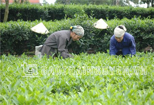 Khai thác tiềm năng phát triển kinh tế nông nghiệp xanh 