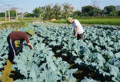 Gỡ khó trong sản xuất, tiêu thụ nông sản: Đâu là giải pháp? (Kỳ II)