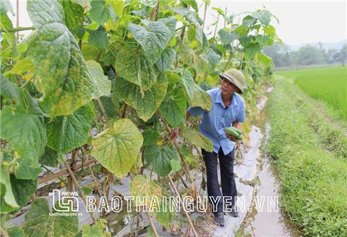 Để nông sản an toàn đến tay người tiêu dùng