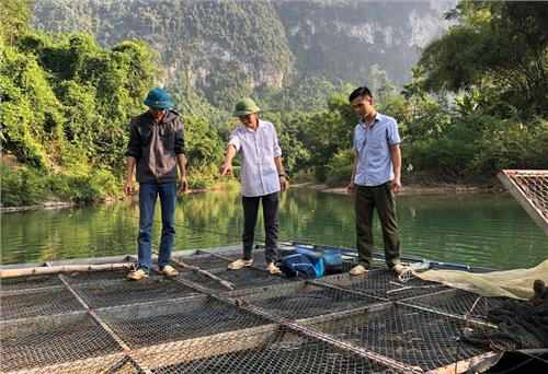 Nông dân vùng cao “vỗ giòn” cá chép, thu lãi đậm