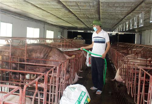 T.P Sông Công: Phấn đấu tiêm phòng trên 230.000 liều vắc xin cho đàn vật nuôi