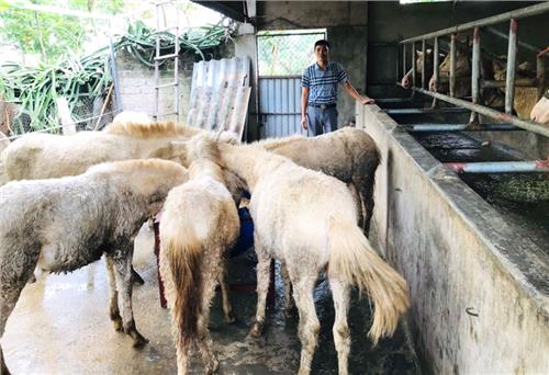 Ra mắt Tổ hội nghề nghiệp chăn nuôi ngựa xóm Phẩm 1