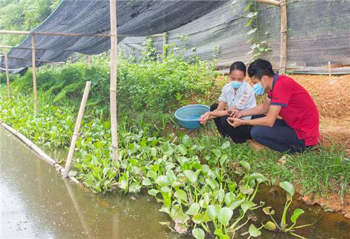 Thu tiền triệu mỗi ngày từ nuôi ốc ruộng 