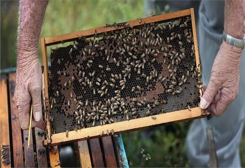 Ong được huấn luyện để phát hiện COVID-19 trong vòng vài giây