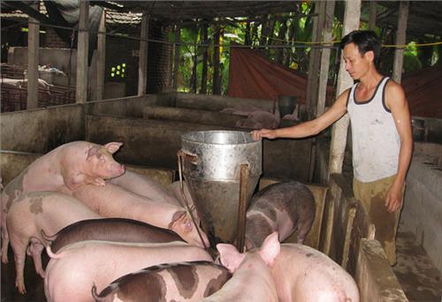 Chưa khuyến khích tăng trưởng tín dụng vào chăn nuôi lợn
