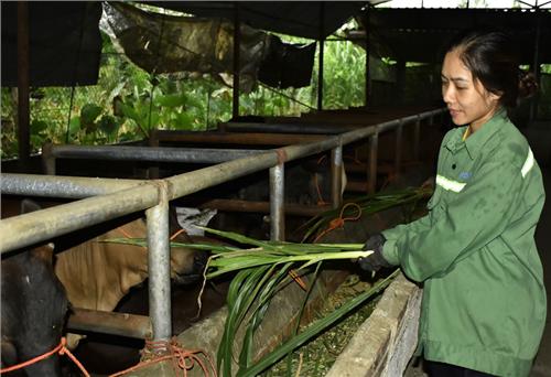 Thành công từ mô hình trồng hoa và nuôi bò