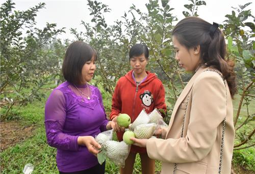 Giúp hội viên phụ nữ thực hiện ý tưởng khởi nghiệp