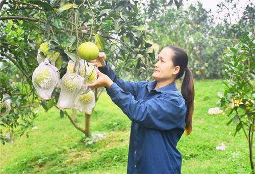 Nữ trưởng xóm người Dao gương mẫu