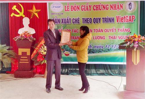 Sản xuất chè an toàn theo tiêu chuẩn VietGap