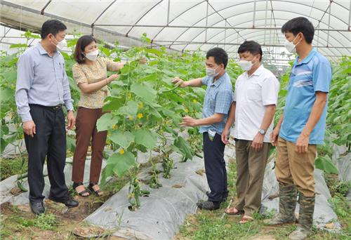 Phú Bình: Hỗ trợ xây dựng nhà màng, nhà lưới trồng rau