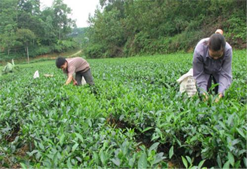 Phú Lương tích cực chuẩn bị cho Festival Trà