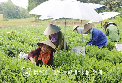 Nông dân Phú Lương chung sức thoát nghèo