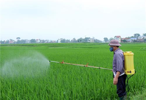 Chủ động phòng, trừ sâu bệnh hại lúa