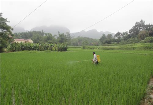 Võ Nhai: Xuất hiện sâu cuốn lá nhỏ, các loại rầy trên lúa
