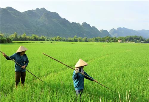 Phụ nữ Phượng Tiến trồng lúa an toàn theo hướng hữu cơ