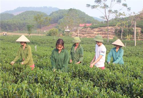 Phú Lương phát huy thế mạnh cây trồng chủ lực