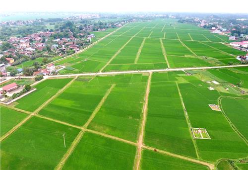 Gặp lại cánh đồng