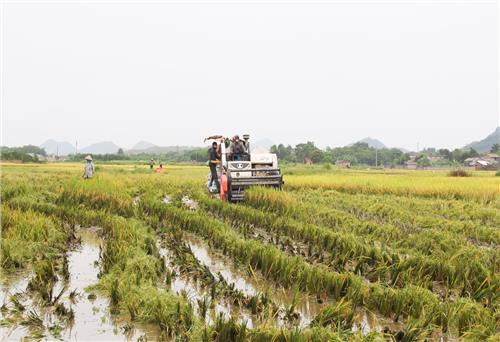 Nam Hòa thường xuyên học Bác