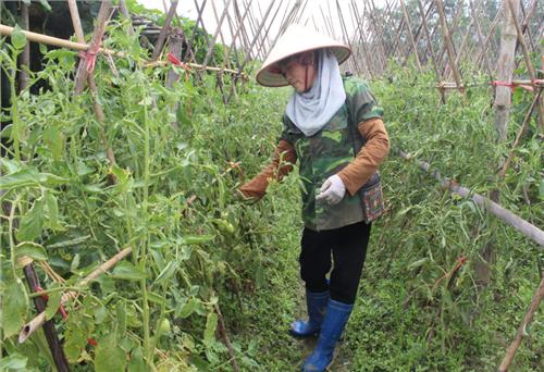 Đại Từ: Tập trung sản xuất vụ đông