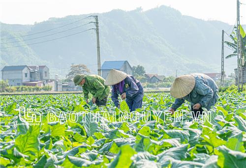 Nông dân vùng cao trồng rau an toàn trên lưng núi