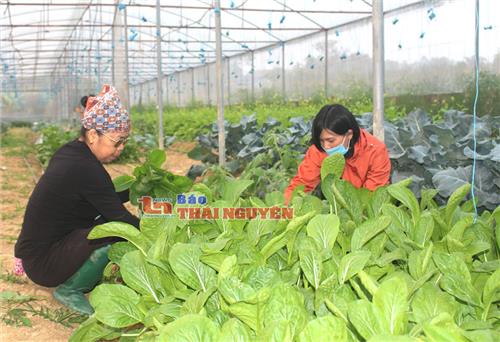 Sông Công phát triển cây rau màu