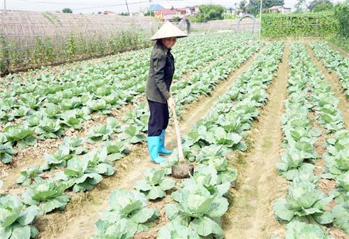 Diện tích cây trồng vụ đông giảm