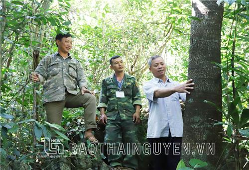 Bảo vệ rừng tự nhiên, nông dân Ba Nhất nhận đa lợi ích