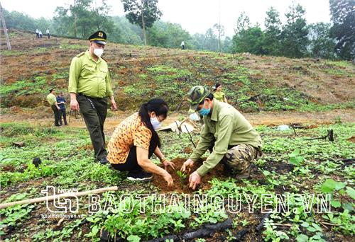 Xanh thêm những cánh rừng