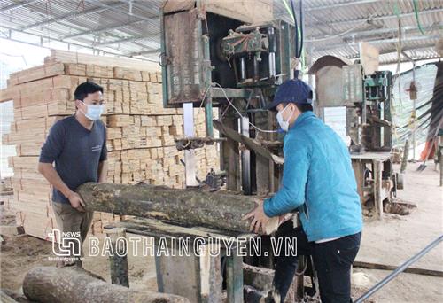Trồng rừng gỗ lớn – bền vững, lâu dài