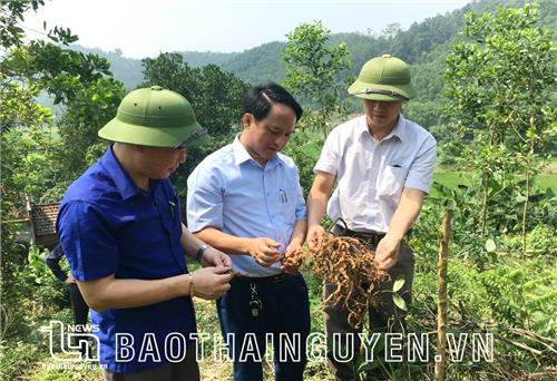 Sông Công tập trung phát triển đai rừng ven đô