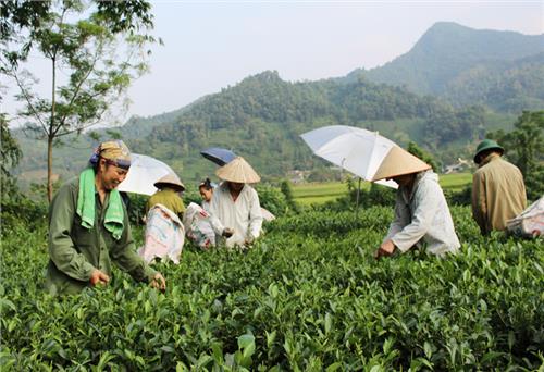 Đại Từ: Sản xuất 1.000ha chè vụ đông