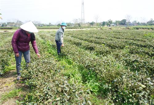 Phòng, trừ bệnh đạo ôn hại lúa và phồng lá hại chè
