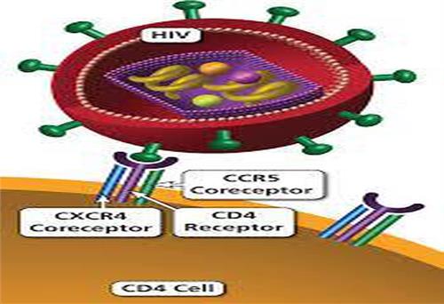 Thụ thể CCR5 và sự lây nhiễm HIV