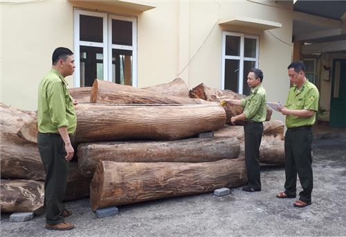 Tạm giữ 6,292 m3 gỗ chưa xác định chủ lâm sản