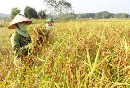 Nét mới ở vùng “Tam Hợp”