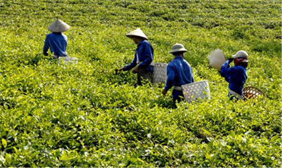 Bâng khuâng tình đất, tình người