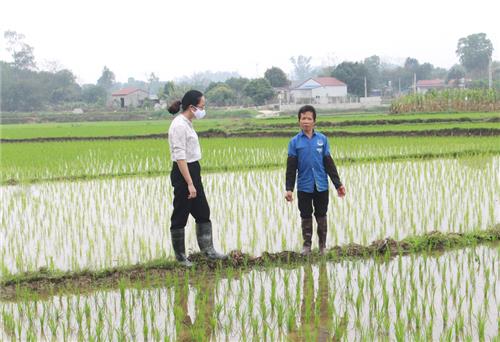 Phòng trừ sâu bệnh gây hại lúa mùa