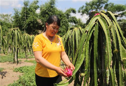 Người đưa giống thanh long ruột đỏ về Cao Phong