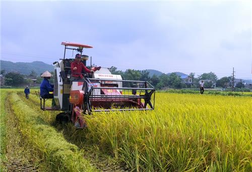 Đại Từ khẩn trương thu hoạch lúa xuân