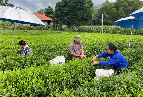 Đồng Hỷ: Sản lượng chè búp tươi tăng so với cùng kỳ