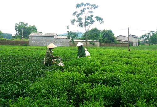 Vùng chè bên dòng Như Nguyệt