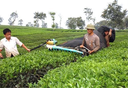 Hướng tới sản xuất chè an toàn 