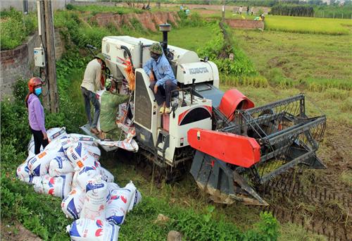 Phú Bình: Thu hoạch được 90% diện tích lúa xuân