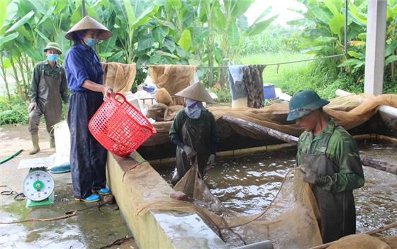 Khai thác lợi thế nuôi trồng thủy sản